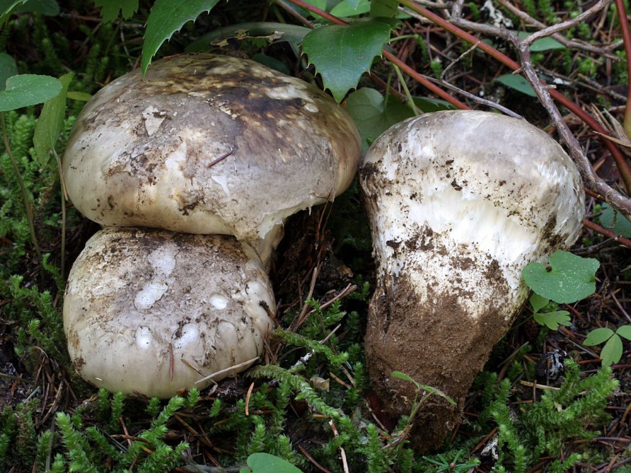 Шампиньон Сахалинский (Catathelasma ventricosum)