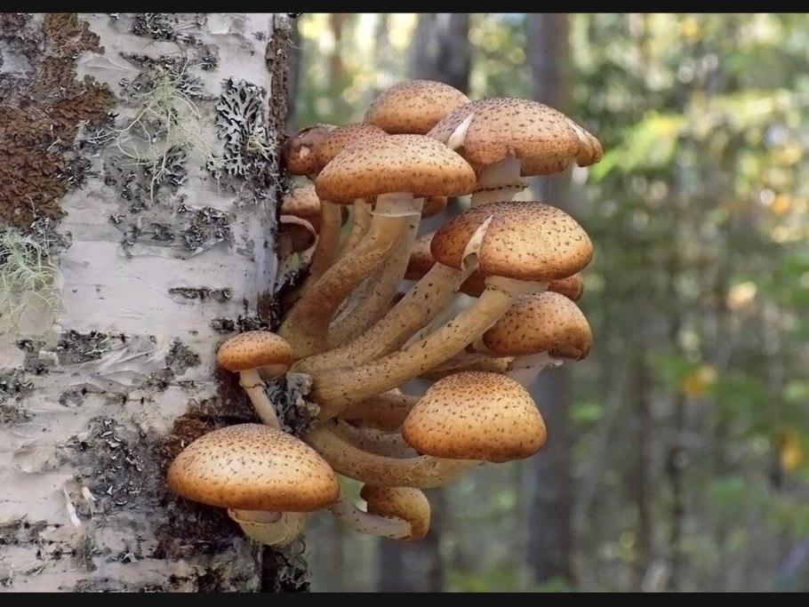 Armillaria mellea
