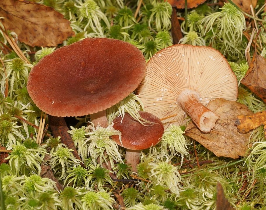 Lactarius Rufus горькушка