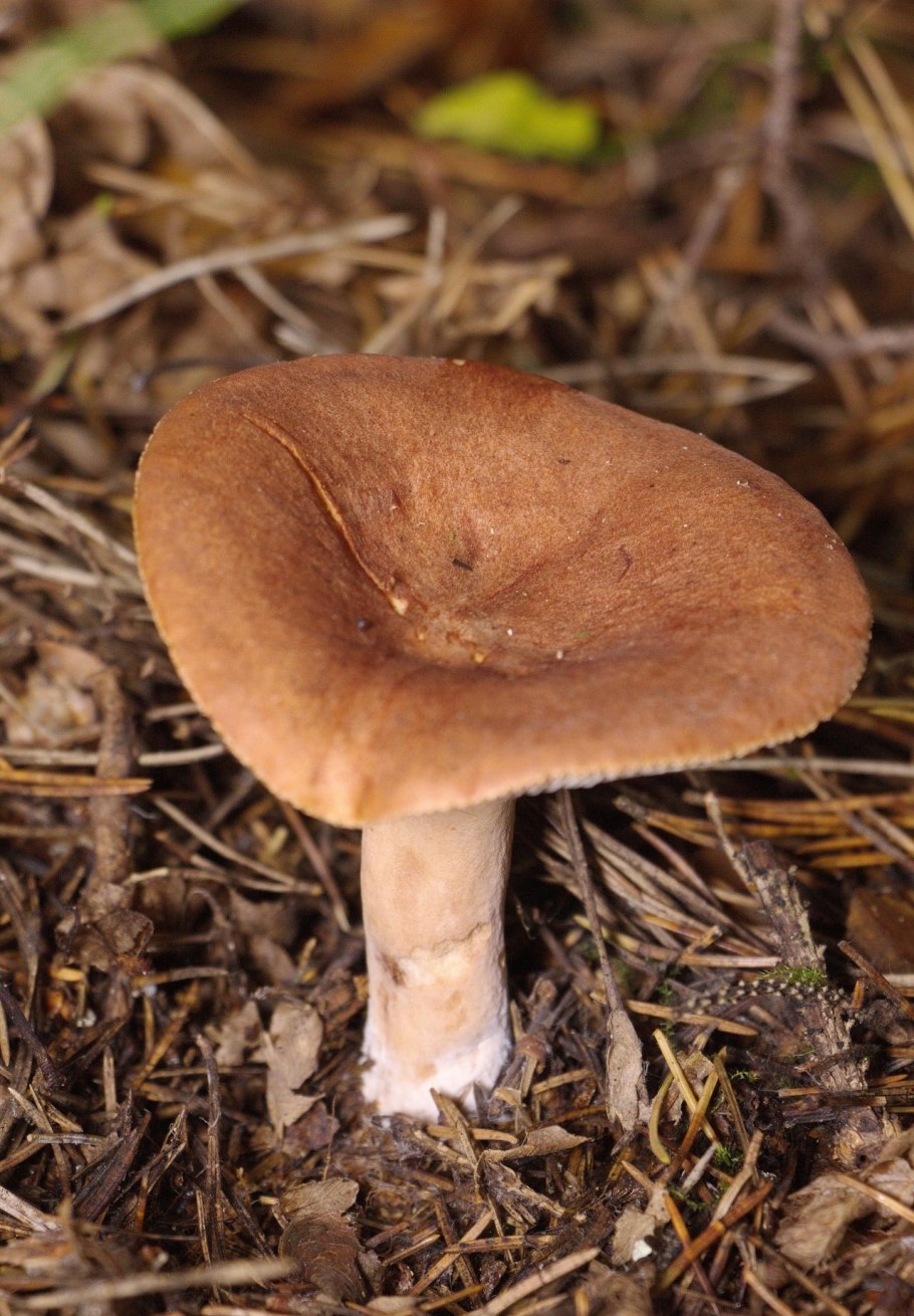 Гриб млечник горькушка