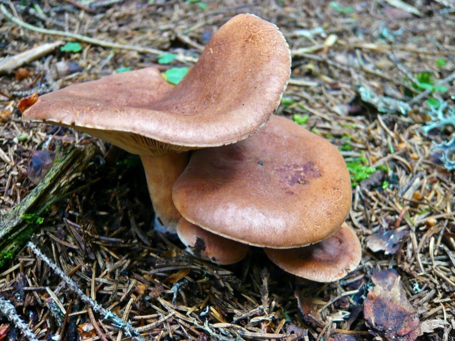 Волнушки серушки