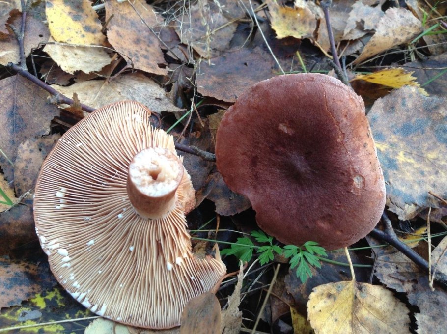 Горькушка Болотная