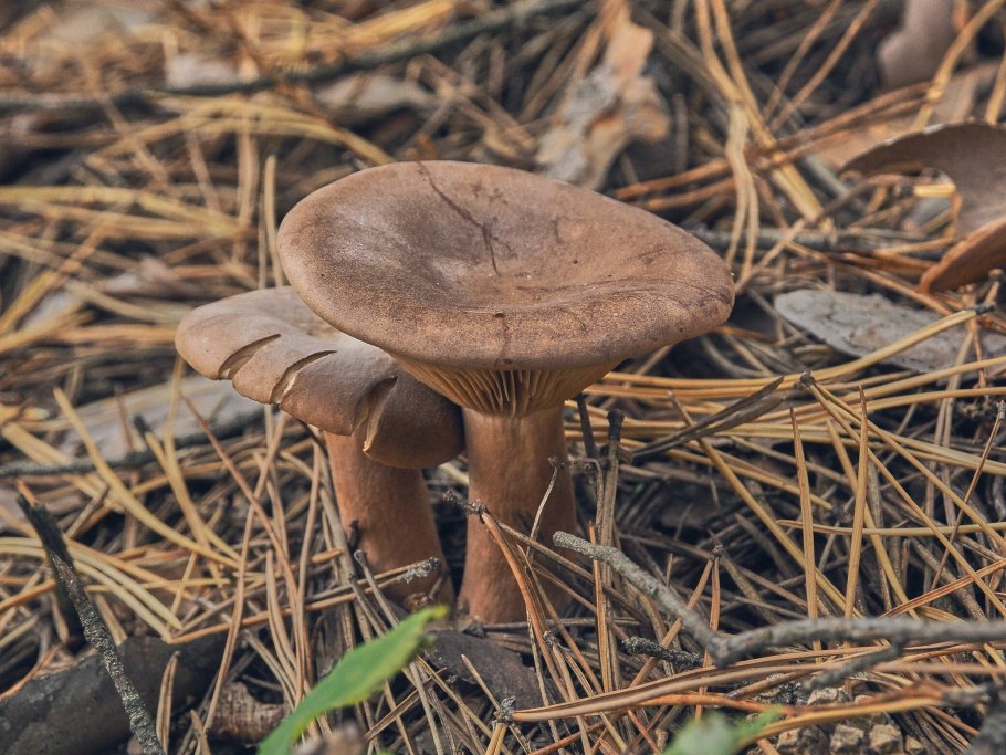 Млечник горькушка