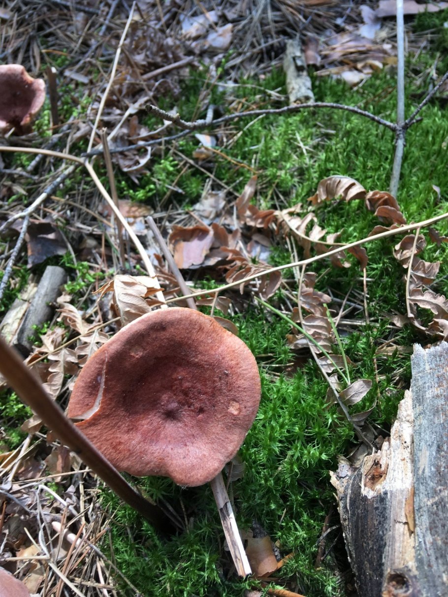 Гриб млечник горькушка