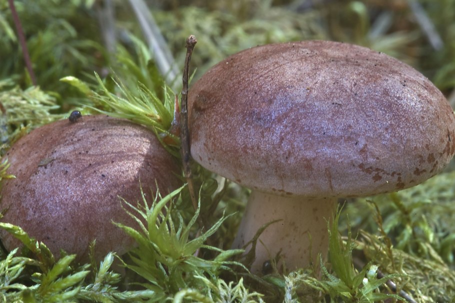 Lactarius badiosanguineus