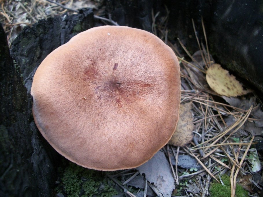 Груздь горькушка