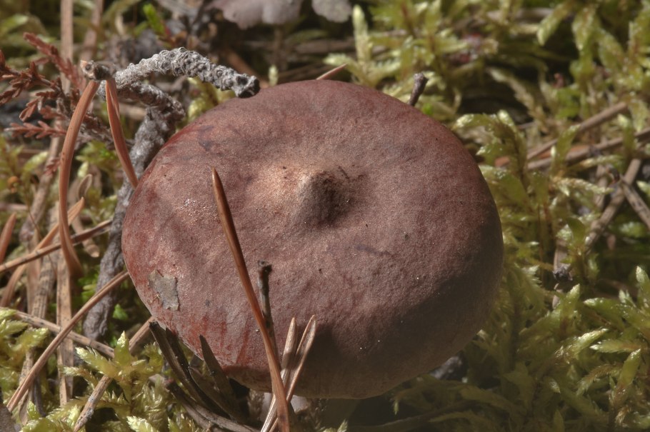 Соленые грибы горькушки