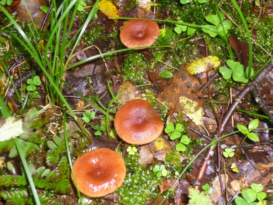 Горькуша гриб