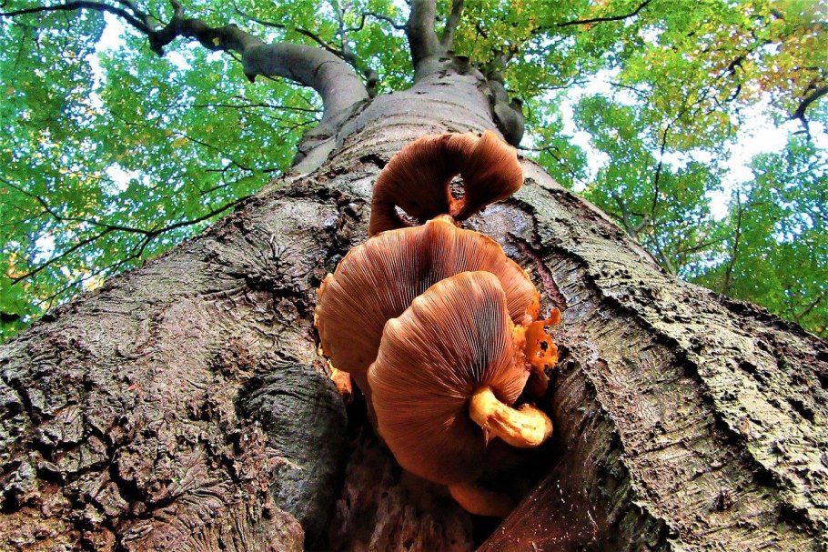 Грибное дерево