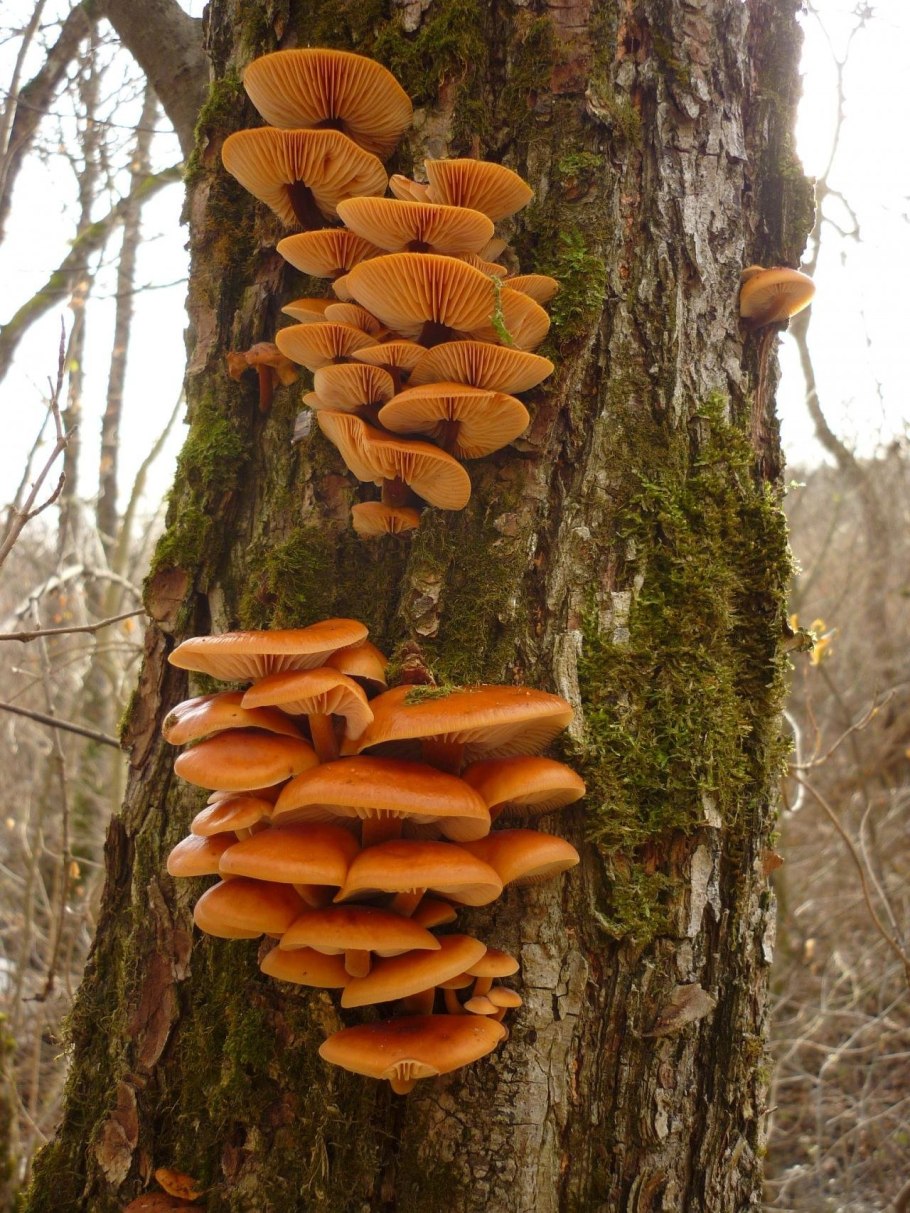 Опята фламмулина