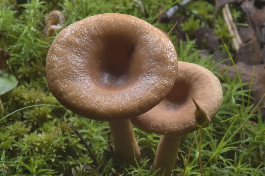 Говорушка бокаловидная pseudoclitocybe cyathiformis
