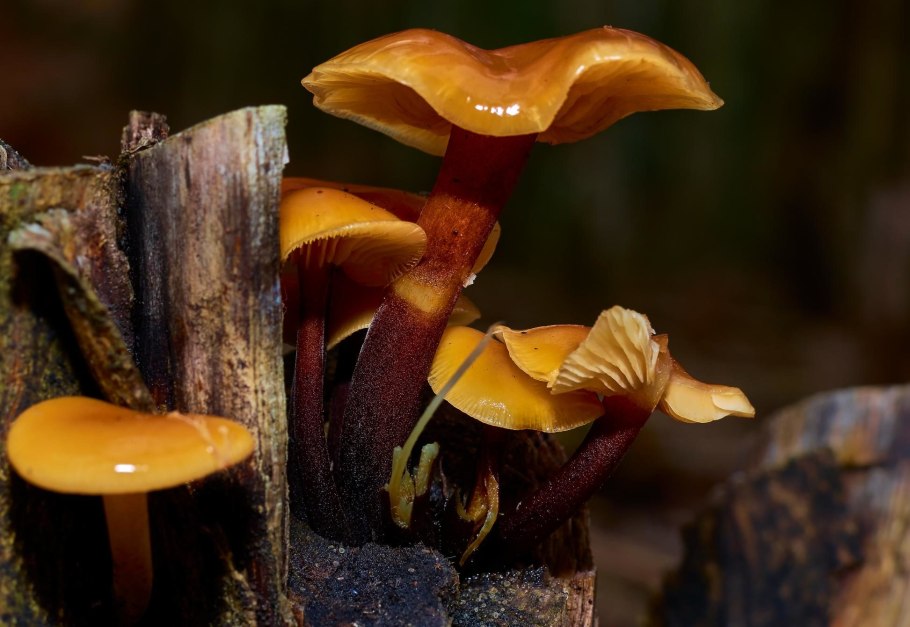 Осенние рыжие грибы