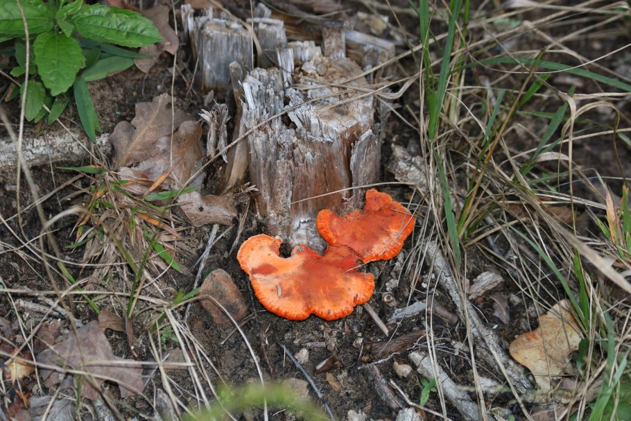 Грибы лисички