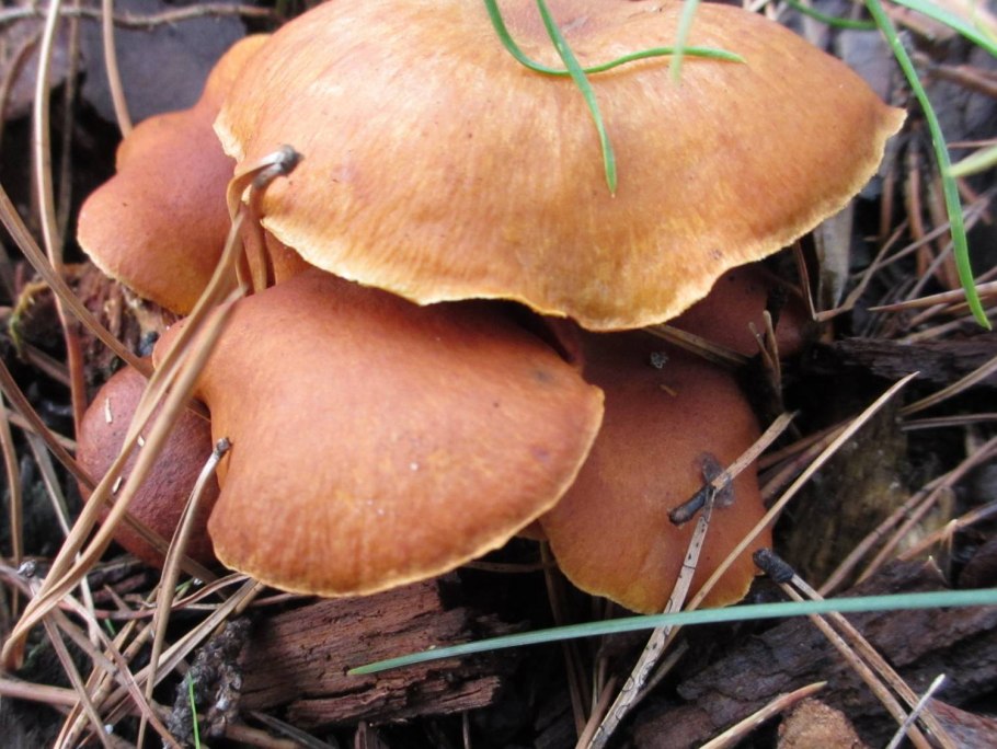 Грибы растущие семейкой