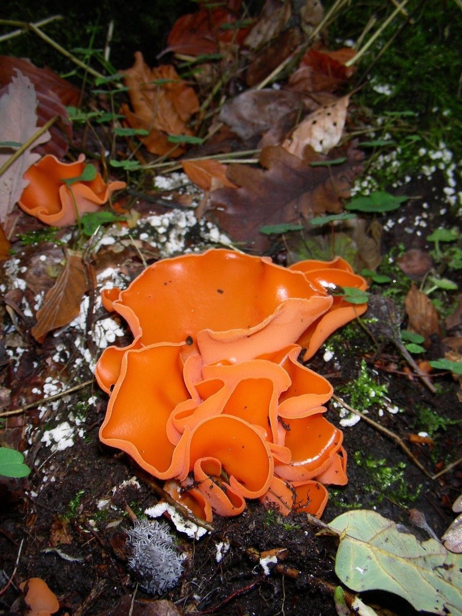 Алеврия оранжевая Aleuria aurantia