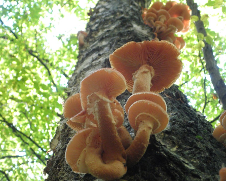 Грибы растущие на деревьях