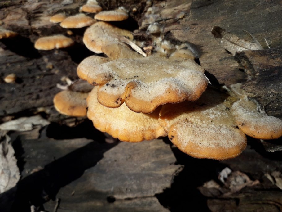 Оранжевая вешенка Phyllotopsis