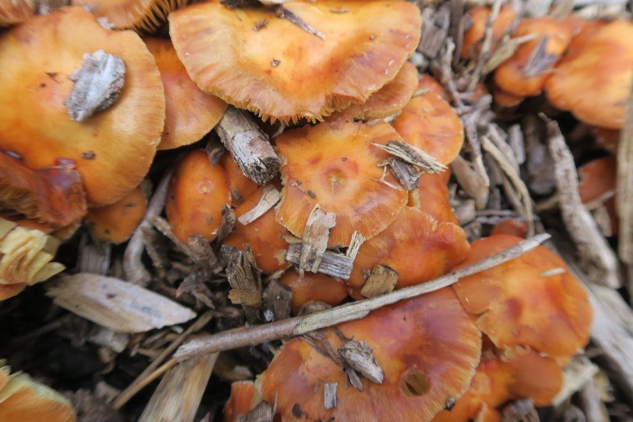 БИБИСИ грибы