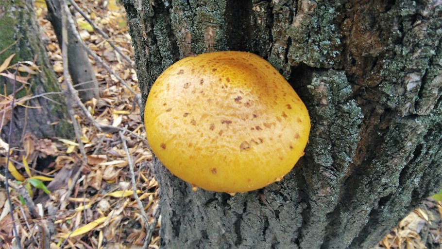 Грибы на иве съедобные