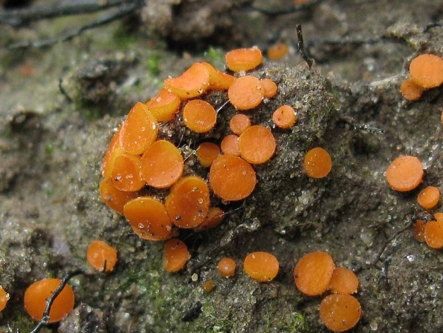 Scutellinia crucipila