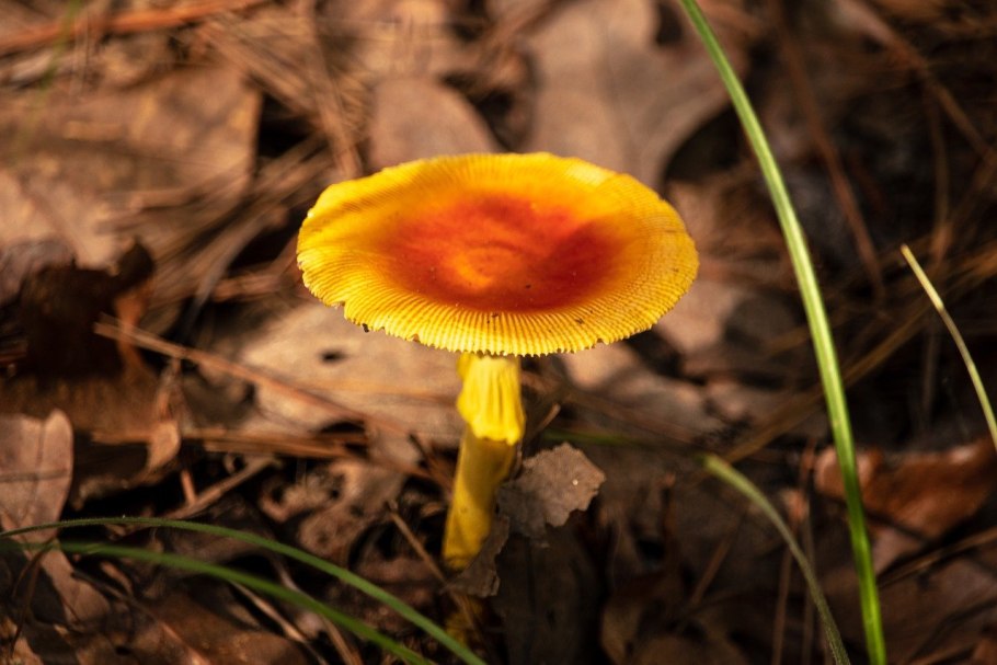 Жёлтые грибы съедобные