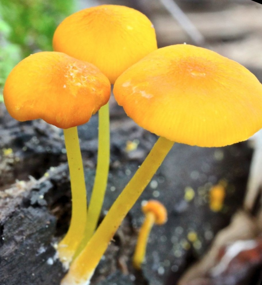 Pluteus leucoborealis