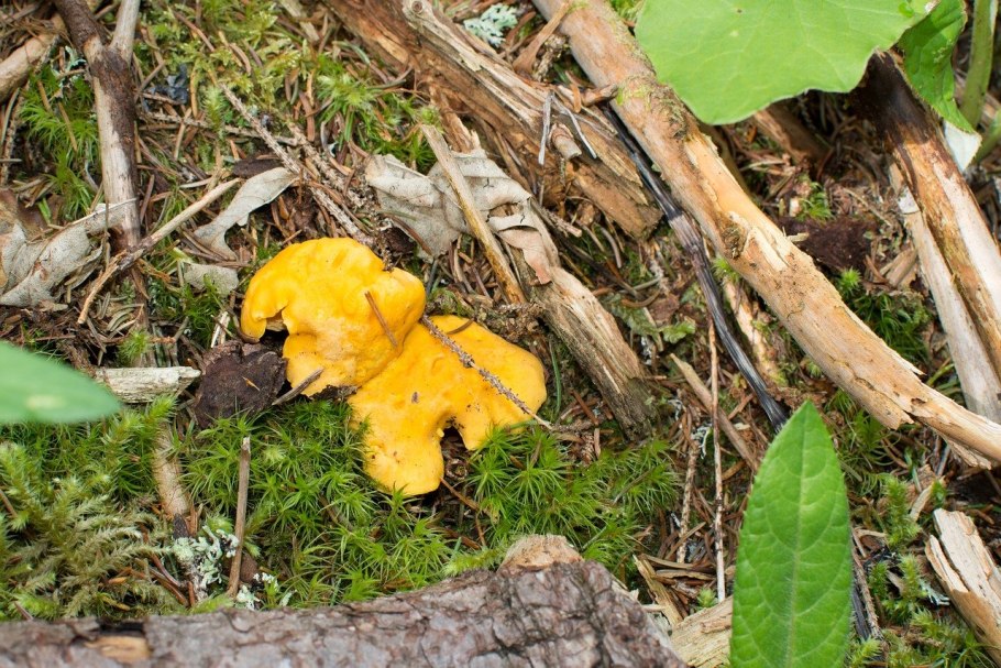 Гигроцибе жёлто-зелёная