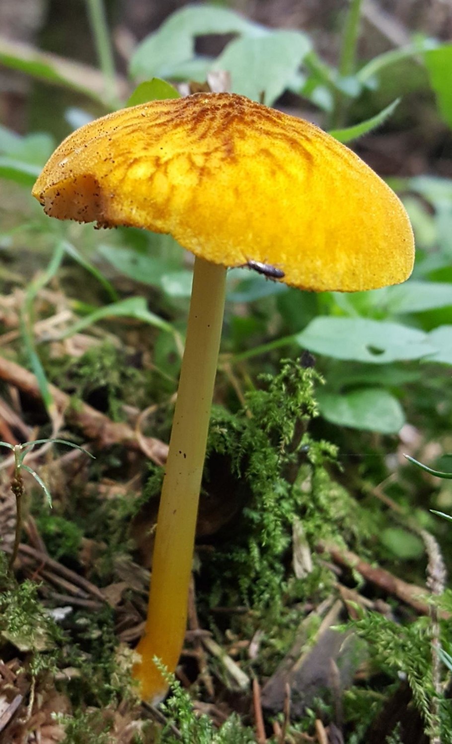 Плютей золотистожилковый