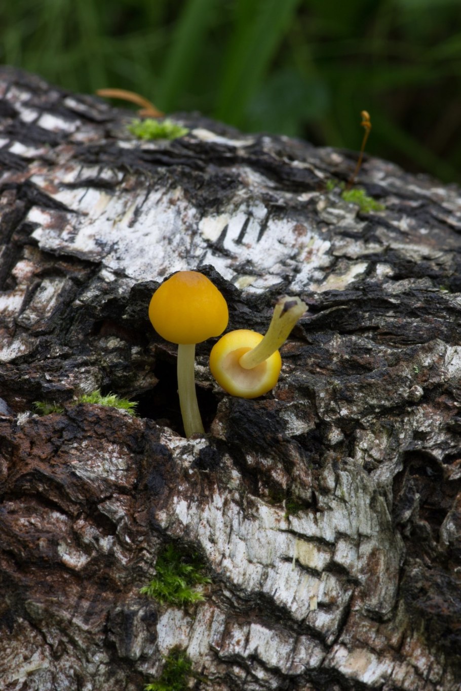 Гриб Плютей жёлтый