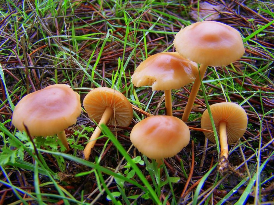 Чешуйчатка травяная Phaeolepiota Aurea