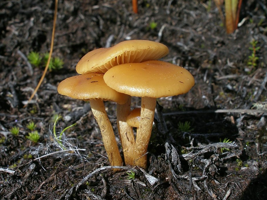 Желтый плоский гриб