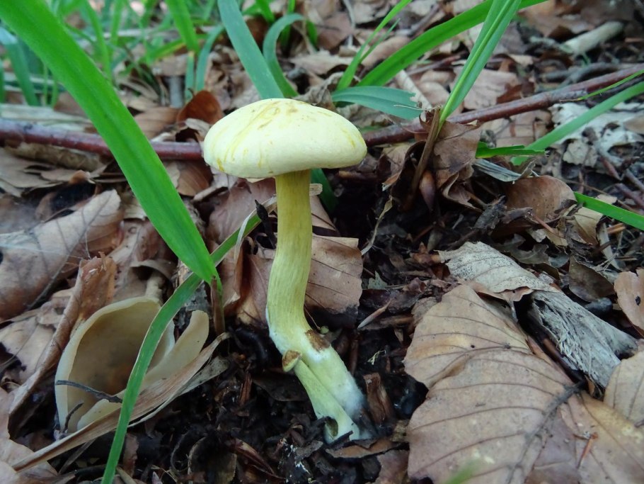 Рядовка серная Tricholoma Sulphureum