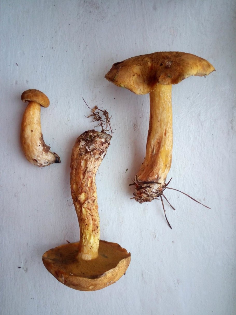 Желтая поганка