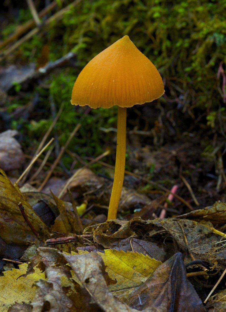 Псилоцибиновый гриб с желтой ножкой