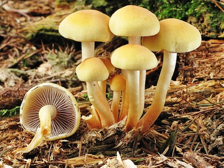 Ярко желтый гриб на дереве