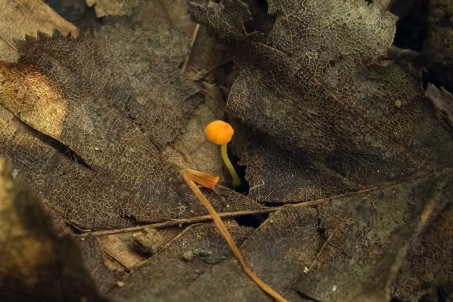 Mycena acicula