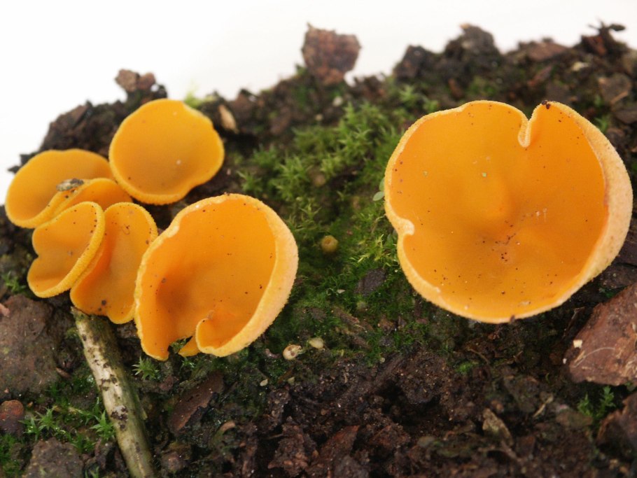 Hygrophoropsis aurantiaca