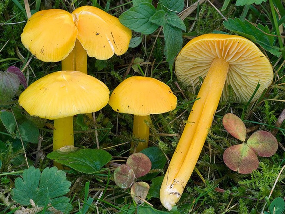 Ледяные желтые грибы вдоль дорог