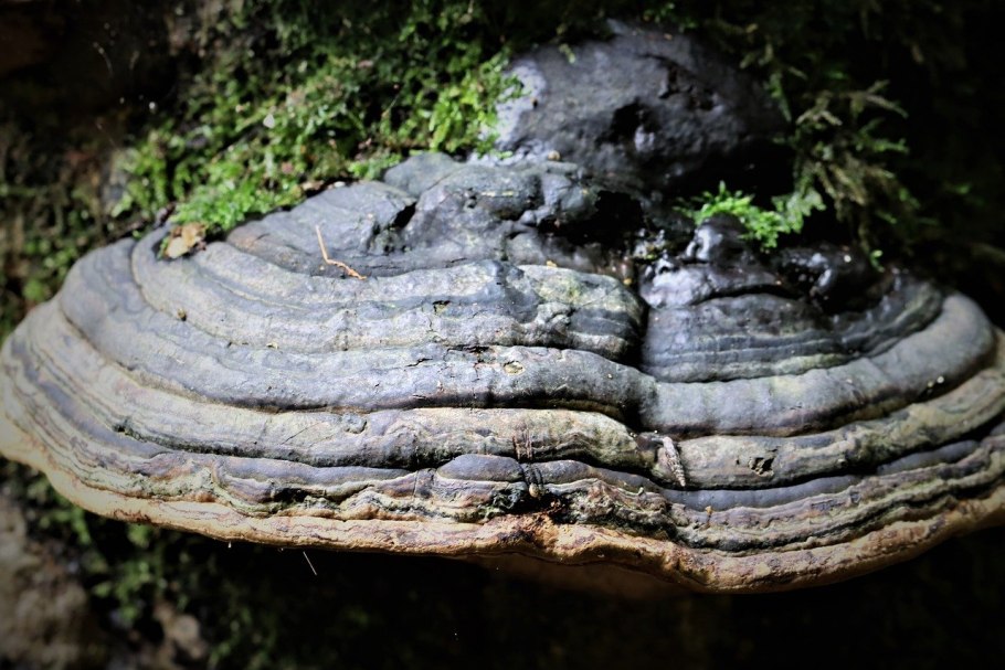 Трутовик Литшауэра