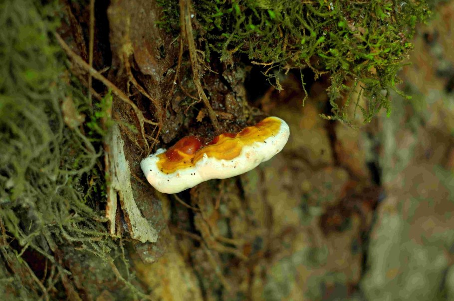 Трутовик клубненосный Polyporus tuberaster