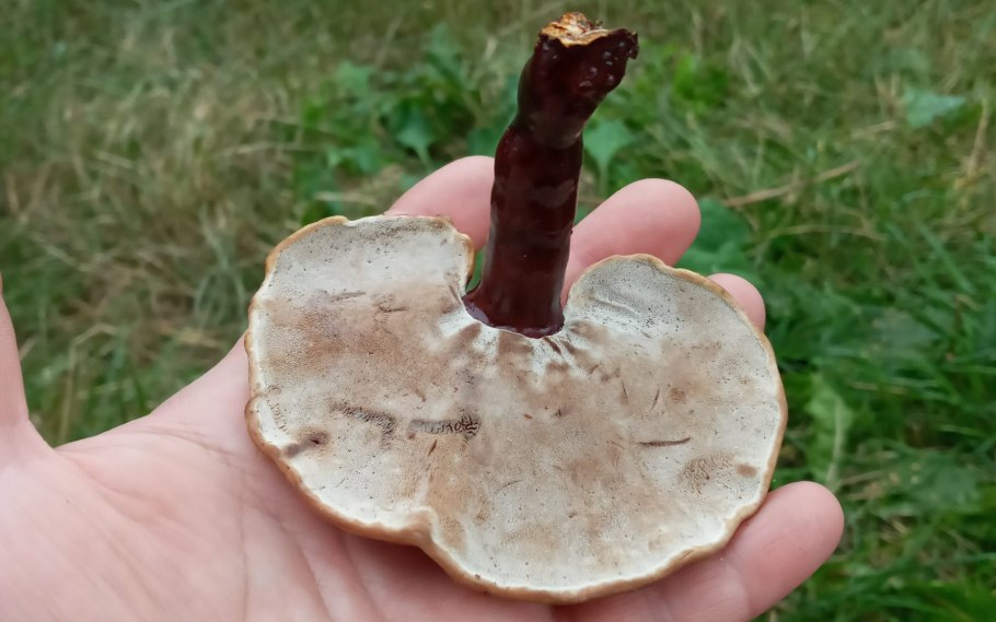 Грибы паразиты