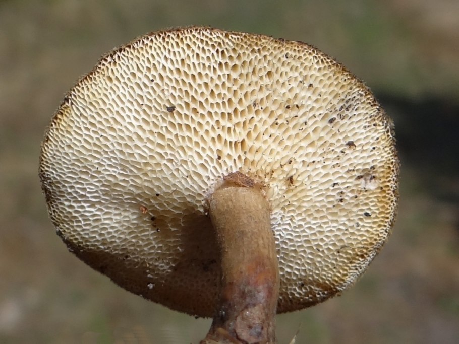 Полипорус клубненосный Polyporus tuberaster