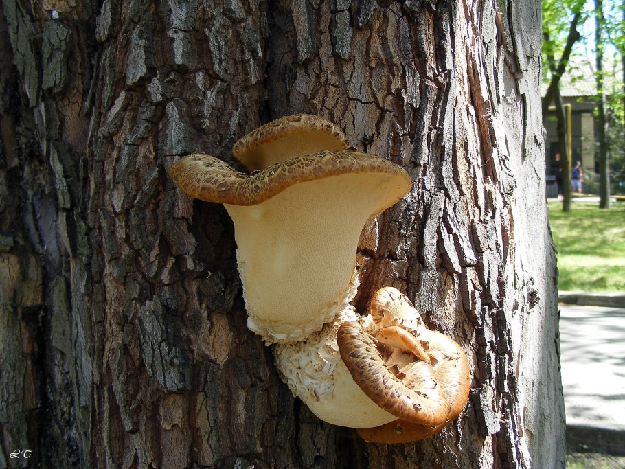 Трутовик обыкновенный fomes fomentarius