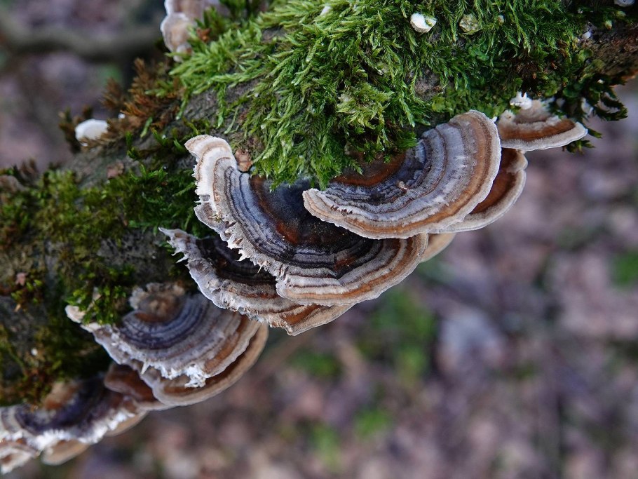 Гименофор трутовика обыкновенного