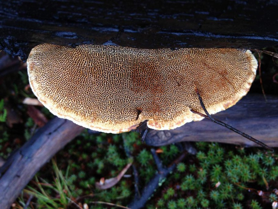 Gloeophyllum odoratum