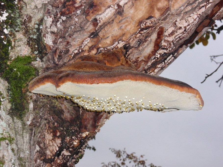 Гриб трутовик кудрявый