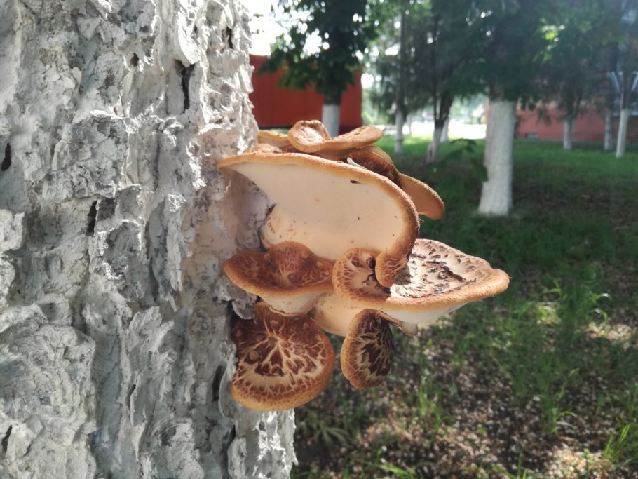 Полипорус ямчатый Polyporus Arcularius