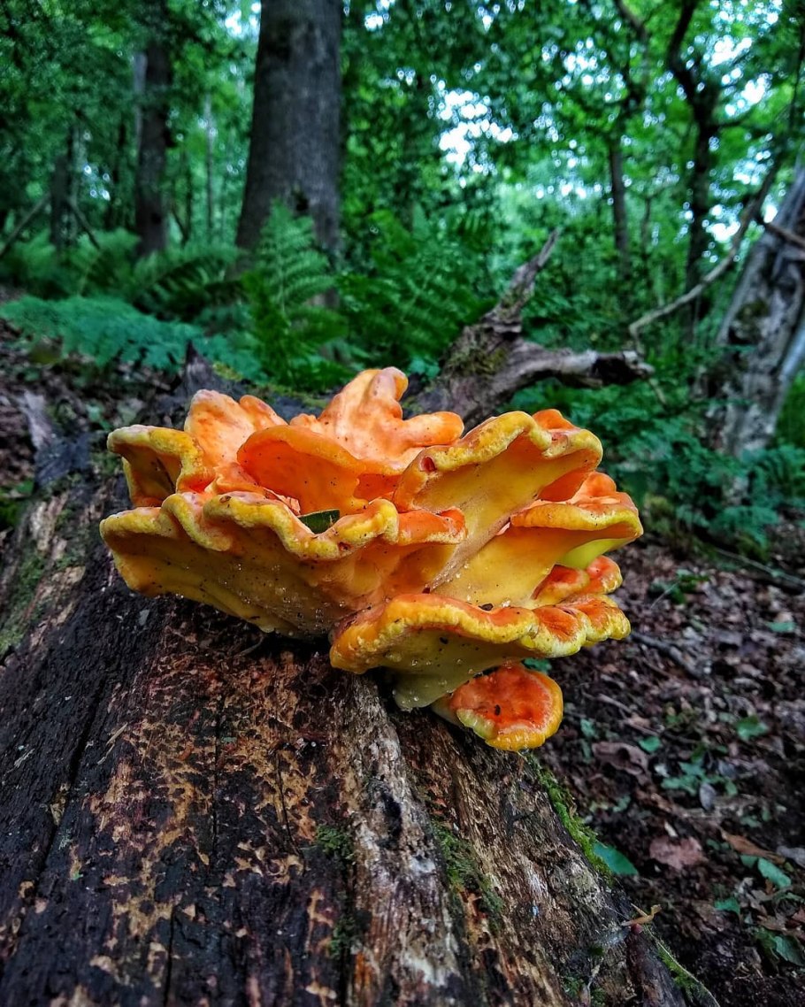 Полипорус изменчивый