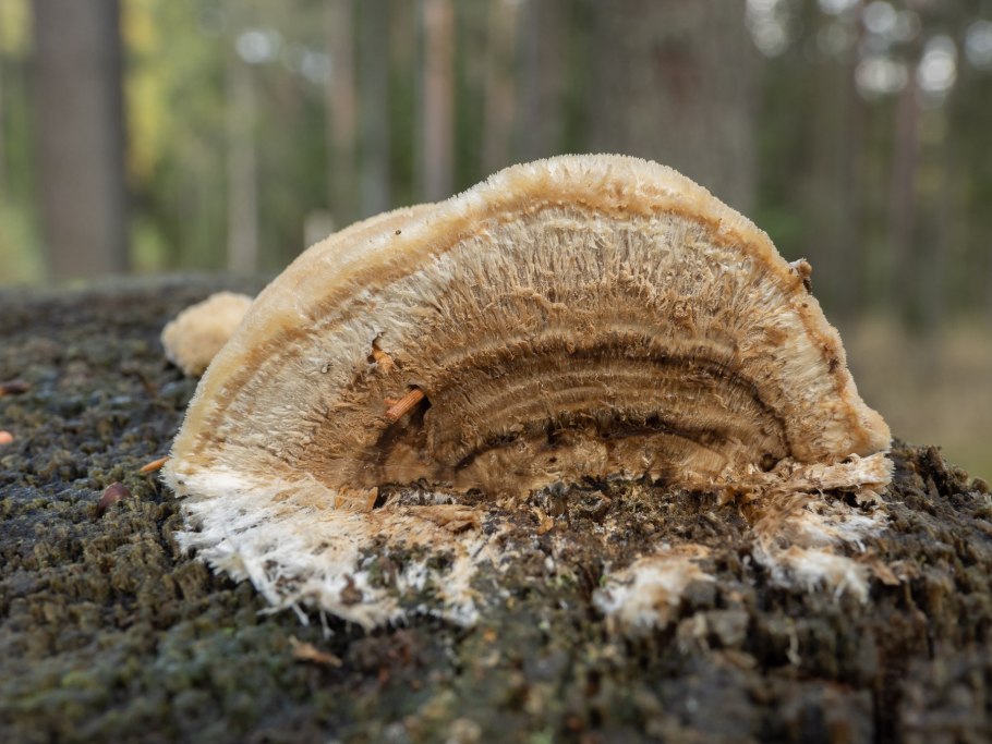 Глеофиллум пахучий