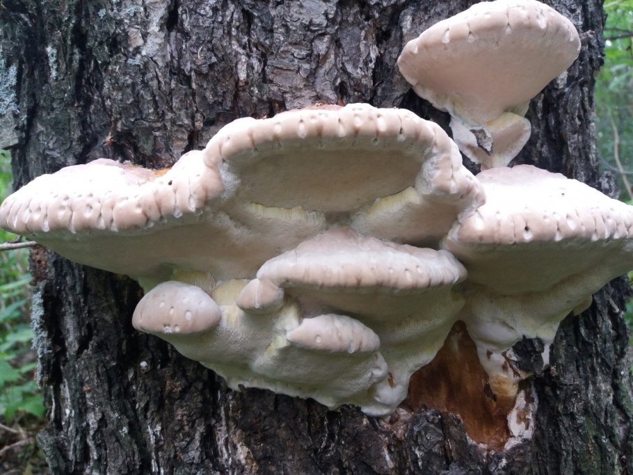 Трутовик обыкновенный fomes fomentarius